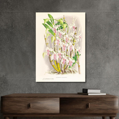 Illustrazioni Botaniche Dendrobium Stratiotes Jean Jules Linden jjl77 quadro stampato su tela