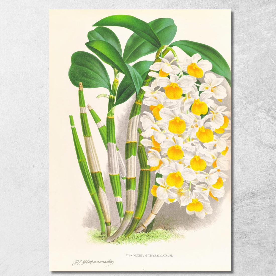 Illustrazioni Botaniche Dendrobium Thyrsiflorum Jean Jules Linden jjl79 quadro stampato su tela Illustrazioni Botaniche Dendrobium Thyrsiflorum Jean Jules Linden jjl79 quadro stampato su tela