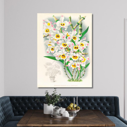 Illustrazioni Botaniche Dendrobium Wardianum Jean Jules Linden jjl80 quadro stampato su tela