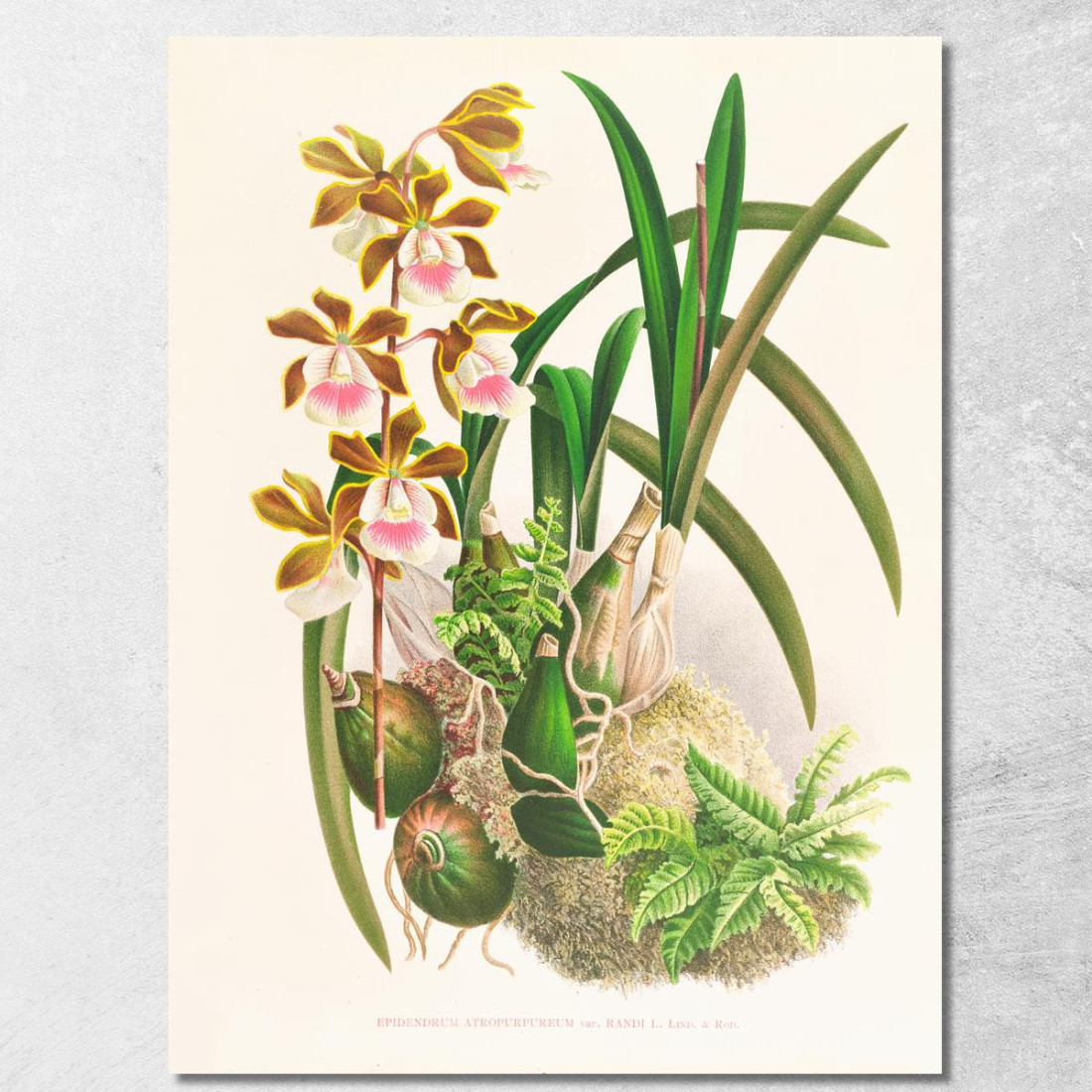 Illustrazioni Botaniche Epidendrum Atropurpureum Jean Jules Linden jjl81 quadro stampato su tela Illustrazioni Botaniche Epidendrum Atropurpureum Jean Jules Linden jjl81 quadro stampato su tela