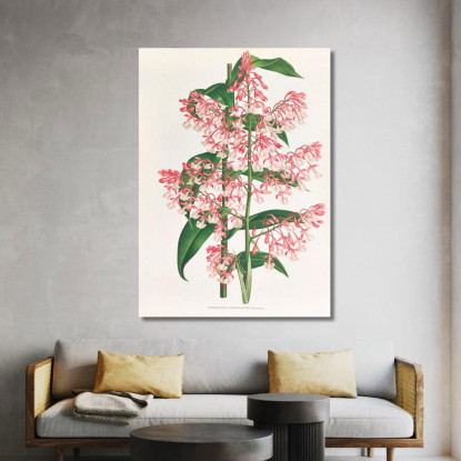 Illustrazioni Botaniche Epidendrum Paniculatum Jean Jules Linden jjl82 quadro stampato su tela