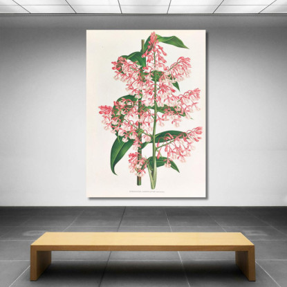 Illustrazioni Botaniche Epidendrum Paniculatum Jean Jules Linden jjl82 quadro stampato su tela