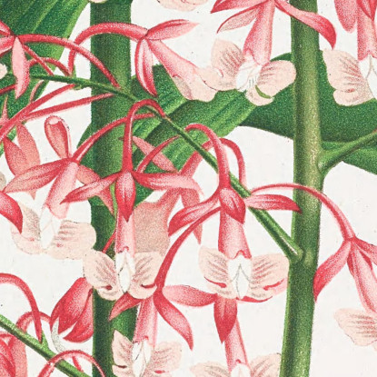 Illustrazioni Botaniche Epidendrum Paniculatum Jean Jules Linden jjl82 quadro stampato su tela