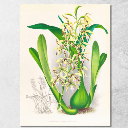 Illustrazioni Botaniche Epidendrum Prismatocarpum Jean Jules Linden jjl83 quadro stampato su tela