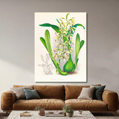 Illustrazioni Botaniche Epidendrum Prismatocarpum Jean Jules Linden jjl83 quadro stampato su tela
