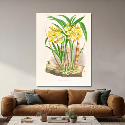 Illustrazioni Botaniche Galeandra Flaveola Jean Jules Linden jjl85 quadro stampato su tela