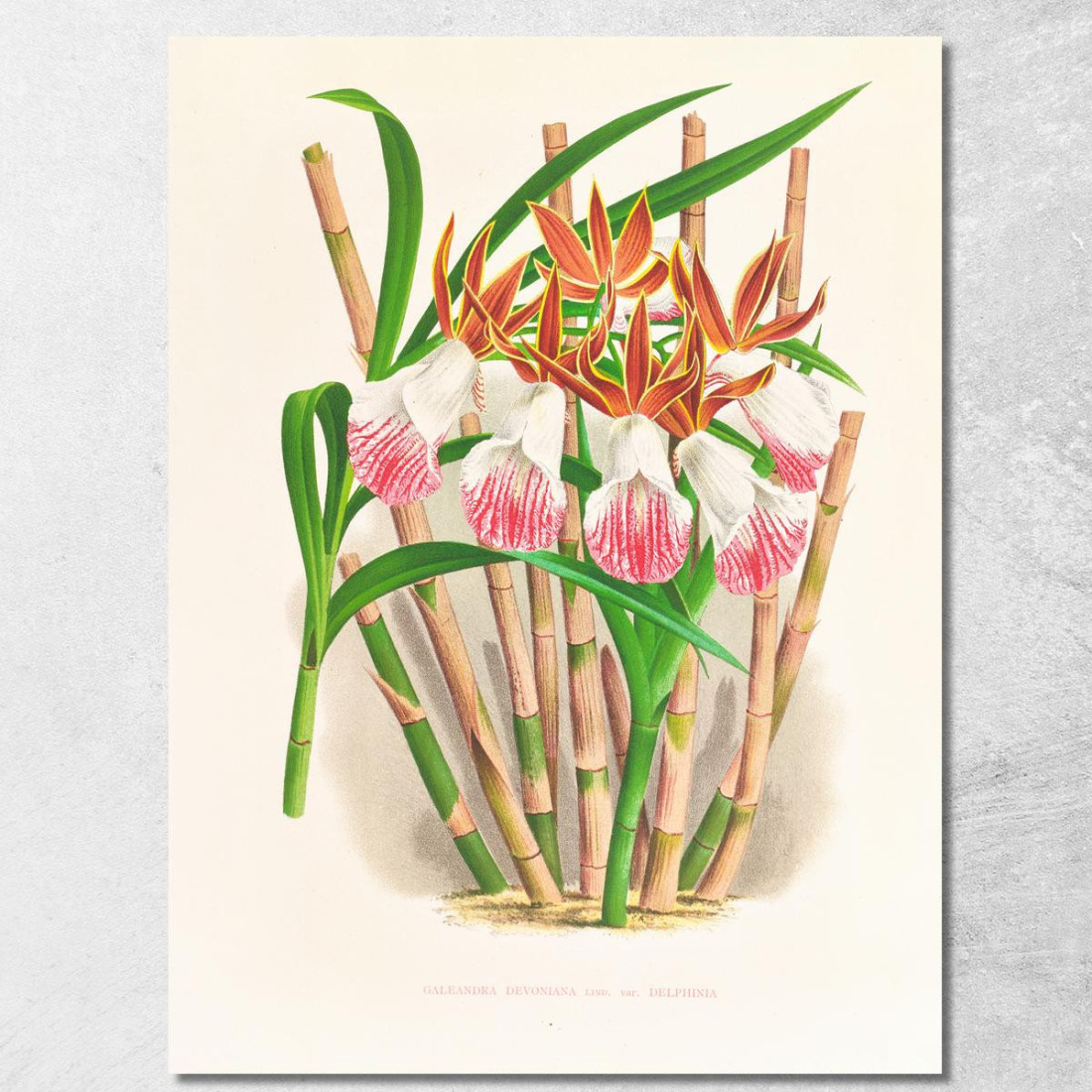Illustrazioni Botaniche Galendra Devoniana Jean Jules Linden jjl86 quadro stampato su tela Illustrazioni Botaniche Galendra Devoniana Jean Jules Linden jjl86 quadro stampato su tela