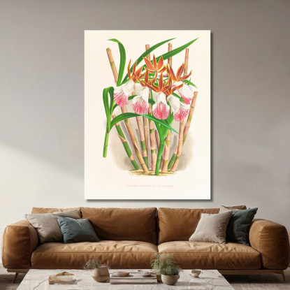 Illustrazioni Botaniche Galendra Devoniana Jean Jules Linden jjl86 quadro stampato su tela