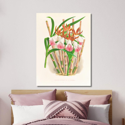 Illustrazioni Botaniche Galendra Devoniana Jean Jules Linden jjl86 quadro stampato su tela
