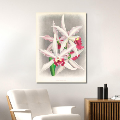 Illustrazioni Botaniche Laelia Elegans Jean Jules Linden jjl90 quadro stampato su tela