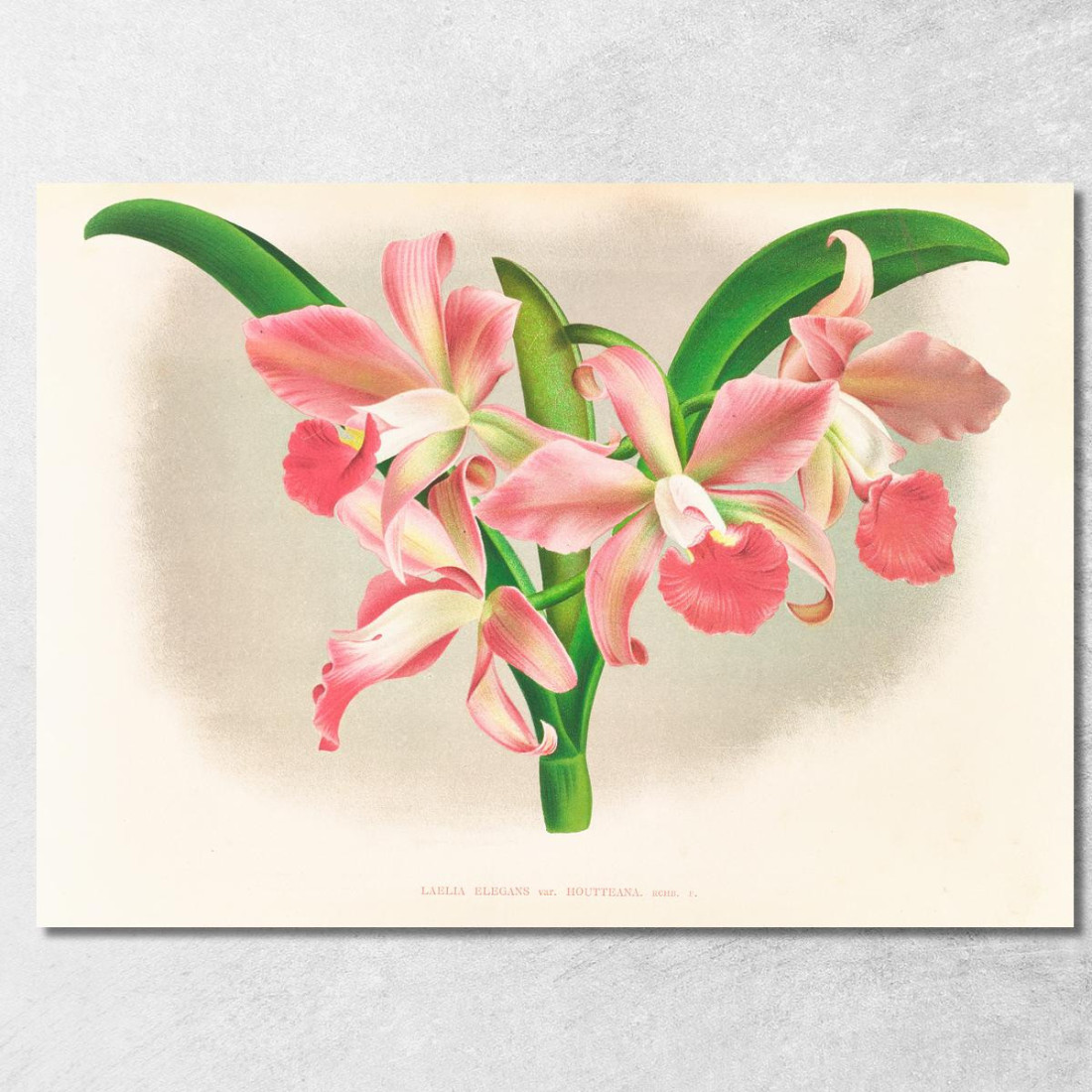Illustrazioni Botaniche Laella Elegans Var Houtteana Jean Jules Linden jjl91 quadro stampato su tela Illustrazioni Botaniche Laella Elegans Var Houtteana Jean Jules Linden jjl91 quadro stampato su tela