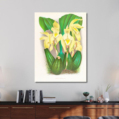 Illustrazioni Botaniche Lycaste Costata Jean Jules Linden jjl92 quadro stampato su tela