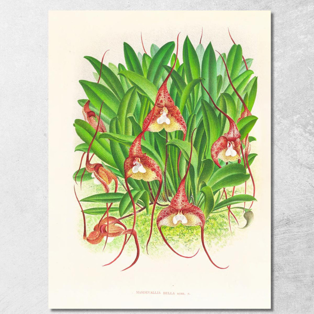 Illustrazioni Botaniche Masdevallia Bella Jean Jules Linden jjl93 quadro stampato su tela Illustrazioni Botaniche Masdevallia Bella Jean Jules Linden jjl93 quadro stampato su tela