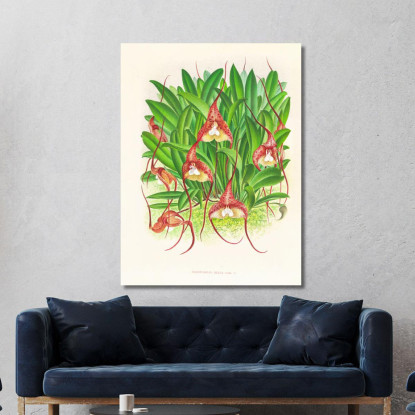 Illustrazioni Botaniche Masdevallia Bella Jean Jules Linden jjl93 quadro stampato su tela
