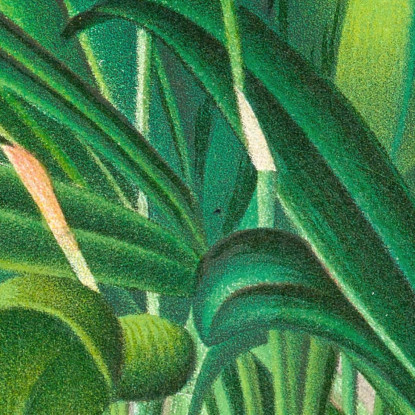 Illustrazioni Botaniche Masdevallia Ignea Jean Jules Linden jjl94 quadro stampato su tela