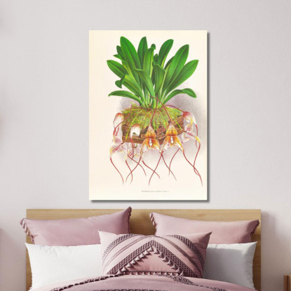 Illustrazioni Botaniche Masdevallia Roezli Jean Jules Linden jjl97 quadro stampato su tela