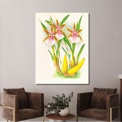 Illustrazioni Botaniche Miltonia Blunti Jean Jules Linden jjl100 quadro stampato su tela