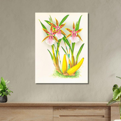Illustrazioni Botaniche Miltonia Blunti Jean Jules Linden jjl100 quadro stampato su tela