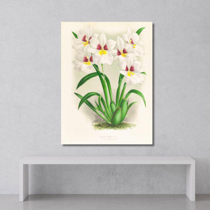Illustrazioni Botaniche Miltonia Roezli Jean Jules Linden jjl101 quadro stampato su tela