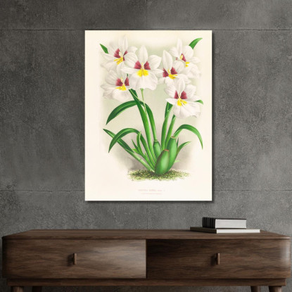 Illustrazioni Botaniche Miltonia Roezli Jean Jules Linden jjl101 quadro stampato su tela