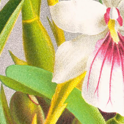 Illustrazioni Botaniche Miltonia Spectabilis Jean Jules Linden jjl102 quadro stampato su tela