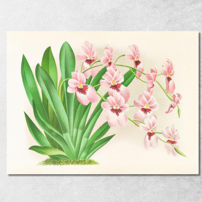 Illustrazioni Botaniche Miltonia Vexillaria Jean Jules Linden jjl103 quadro stampato su tela