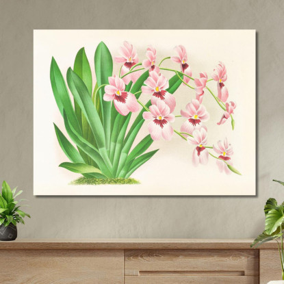 Illustrazioni Botaniche Miltonia Vexillaria Jean Jules Linden jjl103 quadro stampato su tela