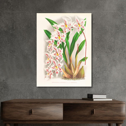 Illustrazioni Botaniche Odontoglossum Alexandrae Var Cutsemianum Jean Jules Linden jjl104 quadro stampato su tela