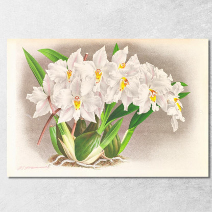 Illustrazioni Botaniche Odontoglossum Alexandrae Jean Jules Linden jjl105 quadro stampato su tela