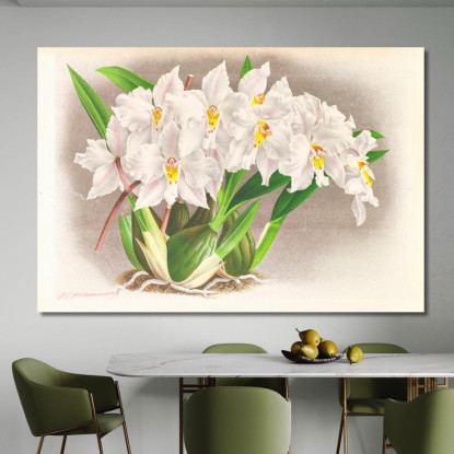 Illustrazioni Botaniche Odontoglossum Alexandrae Jean Jules Linden jjl105 quadro stampato su tela