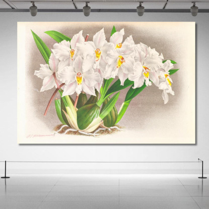 Illustrazioni Botaniche Odontoglossum Alexandrae Jean Jules Linden jjl105 quadro stampato su tela