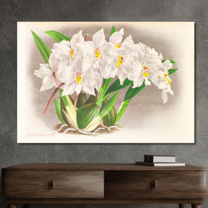 Illustrazioni Botaniche Odontoglossum Alexandrae Jean Jules Linden jjl105 quadro stampato su tela