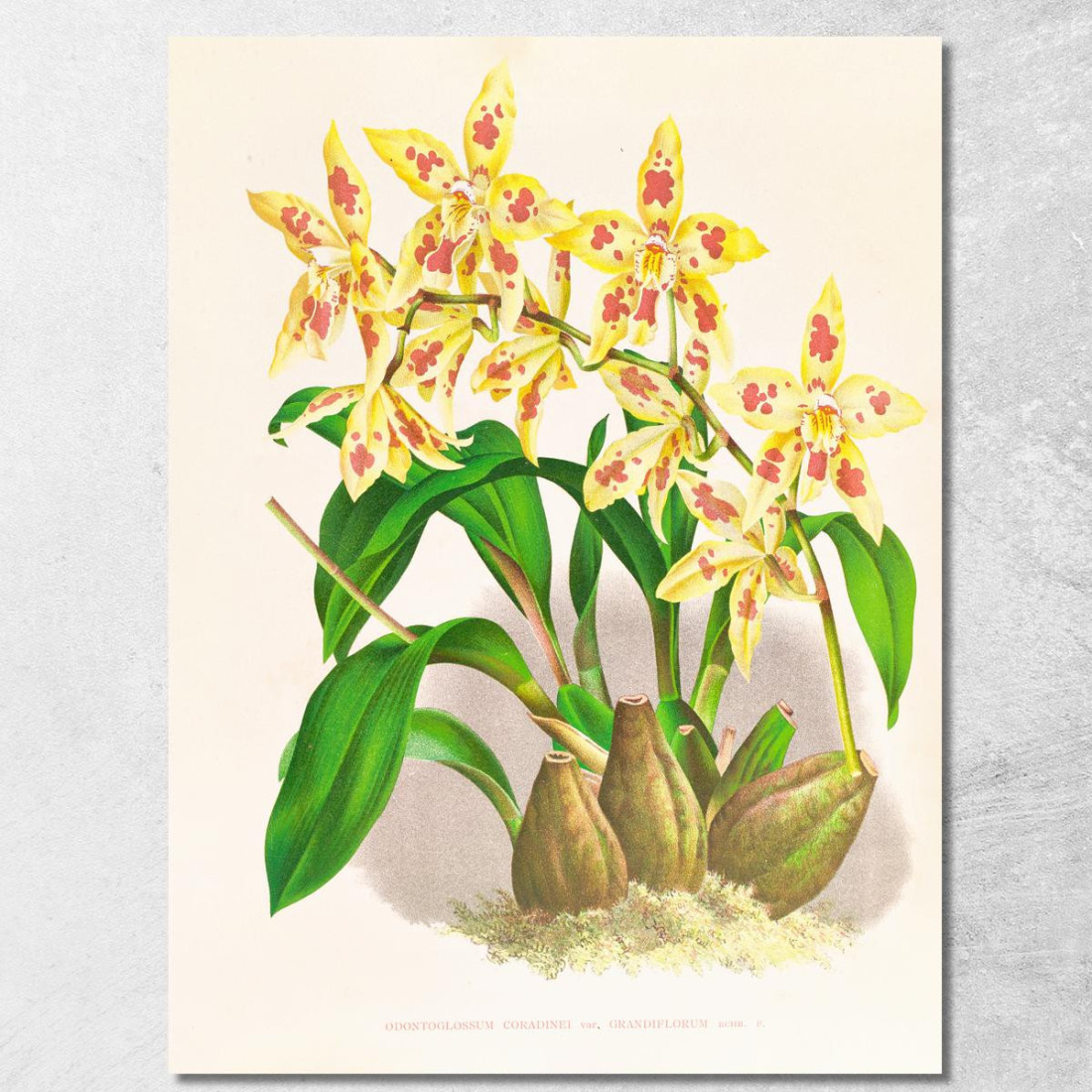 Illustrazioni Botaniche Odontoglossum Coradinei Var Grandiflorum Jean Jules Linden jjl107 quadro stampato su tela Illustrazioni Botaniche Odontoglossum Coradinei Var Grandiflorum Jean Jules Linden jjl107 quadro stampato su tela