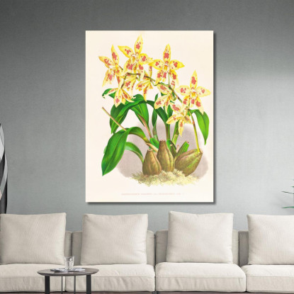 Illustrazioni Botaniche Odontoglossum Coradinei Var Grandiflorum Jean Jules Linden jjl107 quadro stampato su tela