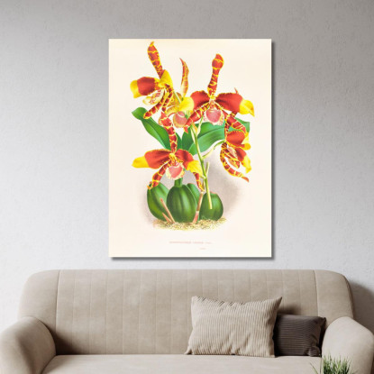 Illustrazioni Botaniche Odontoglossum Grande Jean Jules Linden jjl109 quadro stampato su tela