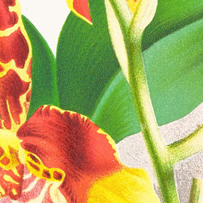 Illustrazioni Botaniche Odontoglossum Grande Jean Jules Linden jjl109 quadro stampato su tela