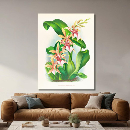 Illustrazioni Botaniche Odontoglossum Hastilabium Jean Jules Linden jjl110 quadro stampato su tela