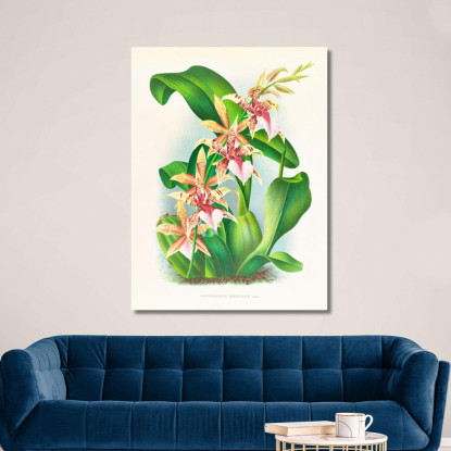 Illustrazioni Botaniche Odontoglossum Hastilabium Jean Jules Linden jjl110 quadro stampato su tela