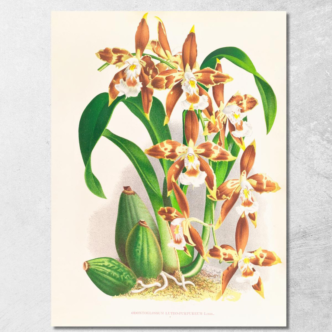 Illustrazioni Botaniche Odontoglossum Luteo-Purpureum Jean Jules Linden jjl112 quadro stampato su tela