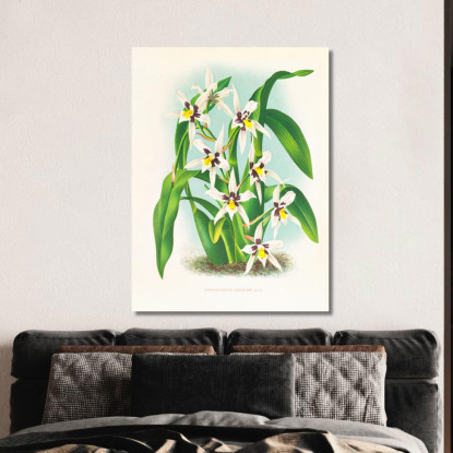 Illustrazioni Botaniche Odontoglossum Maxillare Jean Jules Linden jjl113 quadro stampato su tela