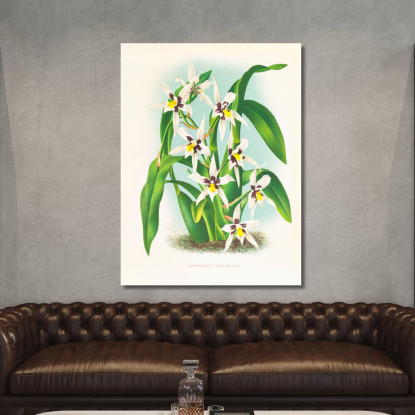 Illustrazioni Botaniche Odontoglossum Maxillare Jean Jules Linden jjl113 quadro stampato su tela