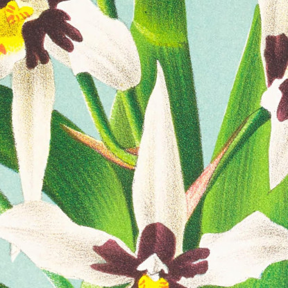 Illustrazioni Botaniche Odontoglossum Maxillare Jean Jules Linden jjl113 quadro stampato su tela