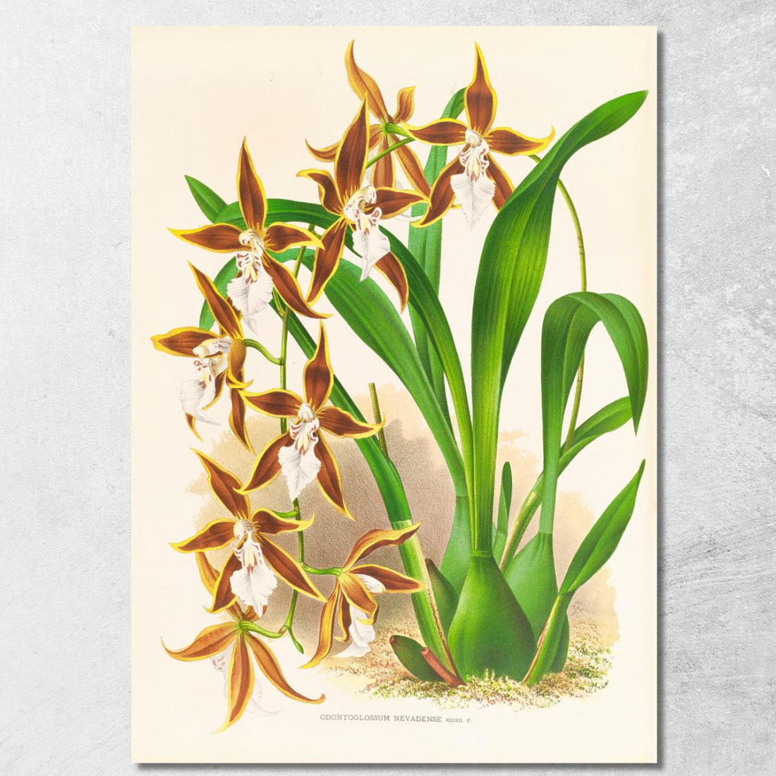 Illustrazioni Botaniche Odontoglossum Nevadense Jean Jules Linden jjl114 quadro stampato su tela Illustrazioni Botaniche Odontoglossum Nevadense Jean Jules Linden jjl114 quadro stampato su tela