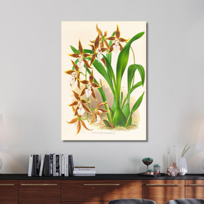 Illustrazioni Botaniche Odontoglossum Nevadense Jean Jules Linden jjl114 quadro stampato su tela