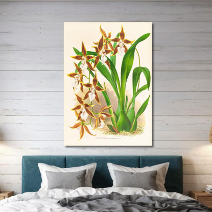 Illustrazioni Botaniche Odontoglossum Nevadense Jean Jules Linden jjl114 quadro stampato su tela
