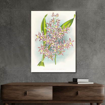 Illustrazioni Botaniche Odontoglossum Odoratum Var Striatum Jean Jules Linden jjl115 quadro stampato su tela