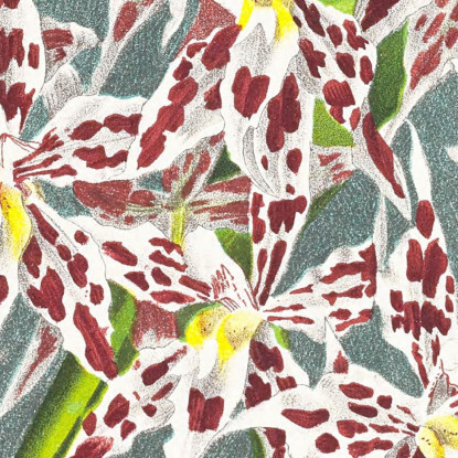 Illustrazioni Botaniche Odontoglossum Odoratum Var Striatum Jean Jules Linden jjl115 quadro stampato su tela