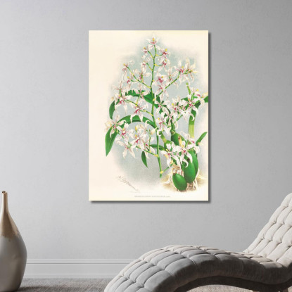 Illustrazioni Botaniche Odontoglossum Ramosissimum Jean Jules Linden jjl116 quadro stampato su tela
