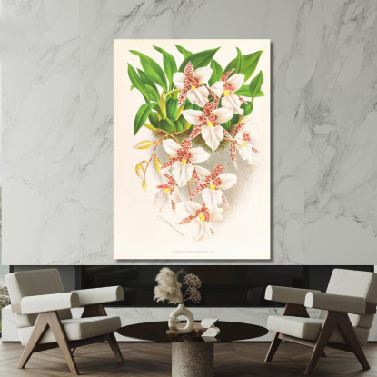 Illustrazioni Botaniche Odontoglossum Rubescens Jean Jules Linden jjl117 quadro stampato su tela