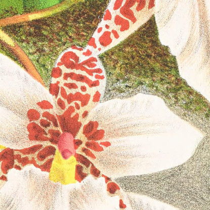 Illustrazioni Botaniche Odontoglossum Rubescens Jean Jules Linden jjl117 quadro stampato su tela